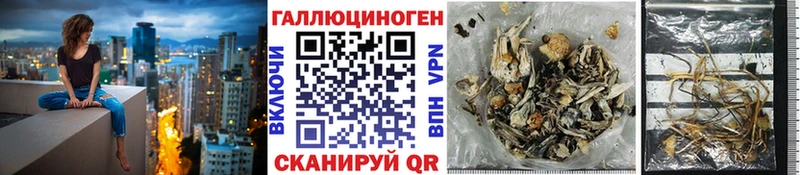 Купить где  Шилка  Псилоцибиновые грибы GOLDEN TEACHER 